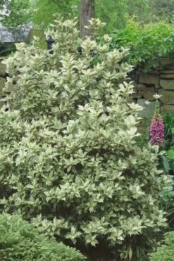 Goshiki Osmanthus (Variegated False Holly) - 2 Gallon Pot 11 Goshiki Osmanthus (Variegated False Holly) - 2 Gallon Pot -Garden Outdoor Plant Store Osmanthus Goshiki 20 3