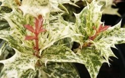 Goshiki Osmanthus (Variegated False Holly) - 5 Gallon Pot -Garden Outdoor Plant Store Osmanthus Goshiki Foliage Closeup 2 1