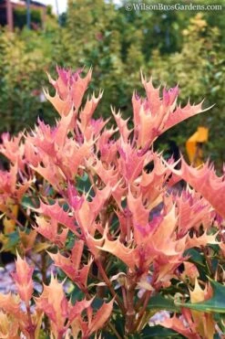 Party Lights Pink Flush Tea Olive - Osmanthus Heterophyllus - 5 Gallon Pot -Garden Outdoor Plant Store Osmanthus Party Lights 11