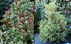 Fragrant Variegated Tea Olive - Osmanthus Heterophyllus 'Variegatus' - 3 Gallon Pot -Garden Outdoor Plant Store Osmanthus Variegated False Holly 2
