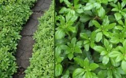 Green Carpet Pachysandra - Japanese Spurge - 18 Count Flat Of Pint Pots -Garden Outdoor Plant Store Pachysandra Green Carpet