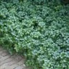 Green Carpet Pachysandra - Japanese Spurge - 18 Count Flat Of Pint Pots 1 Green Carpet Pachysandra - Japanese Spurge - 18 Count Flat Of Pint Pots -Garden Outdoor Plant Store Pachysandra Green Carpet 500x750 1