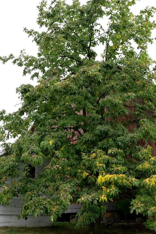 American Persimmon Tree (Diospyros Virginiana) - 3 Pack Of 1.5 Quart Pots 8 American Persimmon Tree (Diospyros Virginiana) - 3 Pack Of 1.5 Quart Pots - Image 6