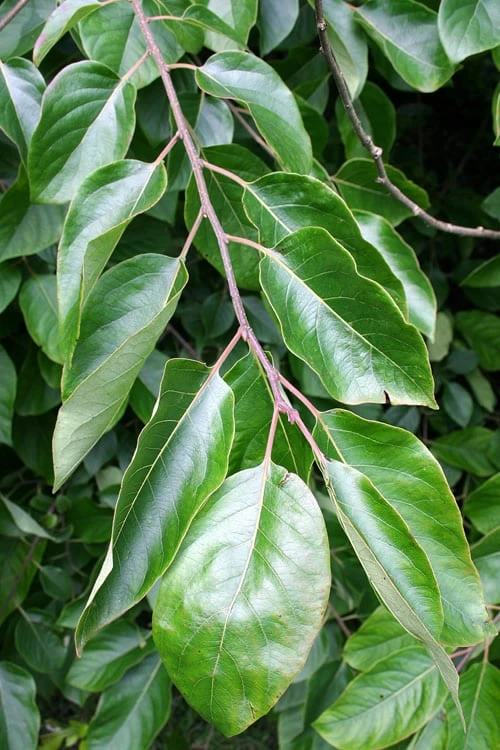 American Persimmon Tree (Diospyros Virginiana) - 3 Pack Of 1.5 Quart Pots 7 American Persimmon Tree (Diospyros Virginiana) - 3 Pack Of 1.5 Quart Pots - Image 5