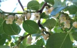 American Persimmon Tree (Diospyros Virginiana) - 3 Pack Of 1.5 Quart Pots 15 American Persimmon Tree (Diospyros Virginiana) - 3 Pack Of 1.5 Quart Pots -Garden Outdoor Plant Store Persimmon American 5