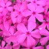 Drummond's Pink Creeping Phlox - 1 Gallon Pot -Garden Outdoor Plant Store Phlox Drummonds Pink 10