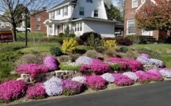 Drummond's Pink Creeping Phlox - 1 Gallon Pot 11 Drummond's Pink Creeping Phlox - 1 Gallon Pot -Garden Outdoor Plant Store Phlox Drummonds Pink 11