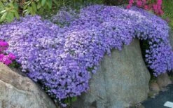 Emerald Cushion Blue Creeping Phlox - 1 Gallon Pot 11 Emerald Cushion Blue Creeping Phlox - 1 Gallon Pot -Garden Outdoor Plant Store Phlox Emerald Blue 11 1