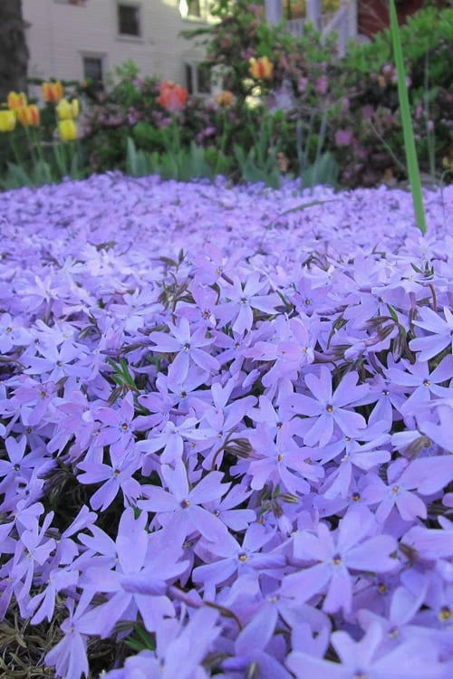 Emerald Cushion Blue Creeping Phlox - 1 Gallon Pot 8 Emerald Cushion Blue Creeping Phlox - 1 Gallon Pot - Image 6
