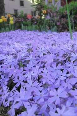 Emerald Cushion Blue Creeping Phlox - 6 Pack Of 1 Gallon Pots 13 Emerald Cushion Blue Creeping Phlox - 6 Pack Of 1 Gallon Pots -Garden Outdoor Plant Store Phlox Emerald Blue 13