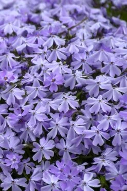 Emerald Cushion Blue Creeping Phlox - 1 Gallon Pot 12 Emerald Cushion Blue Creeping Phlox - 1 Gallon Pot -Garden Outdoor Plant Store Phlox Emerald Blue 14 1
