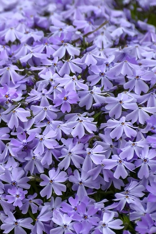 Emerald Cushion Blue Creeping Phlox - 1 Gallon Pot 7 Emerald Cushion Blue Creeping Phlox - 1 Gallon Pot - Image 5