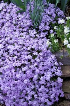 Emerald Cushion Blue Creeping Phlox - 1 Gallon Pot