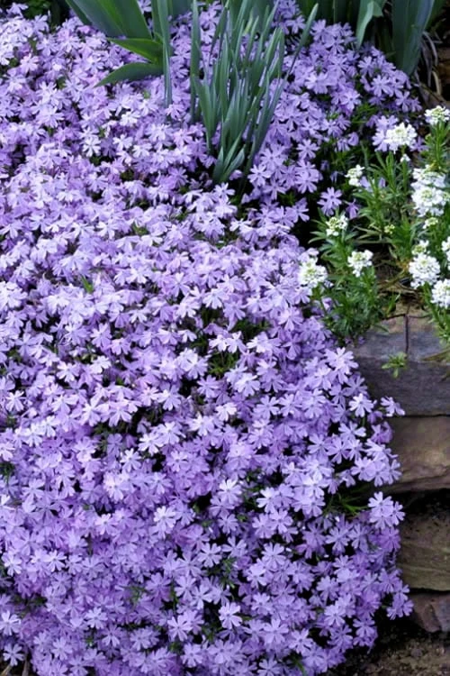Emerald Cushion Blue Creeping Phlox - 1 Gallon Pot 3 Emerald Cushion Blue Creeping Phlox - 1 Gallon Pot