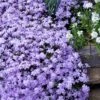Emerald Cushion Blue Creeping Phlox - 6 Pack Of 1 Gallon Pots -Garden Outdoor Plant Store Phlox Emerald Blue 15
