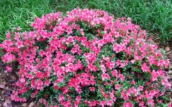 Chinzan Dwarf Azalea - 3 Gallon Pot -Garden Outdoor Plant Store Picture Azalea Chinzan 2