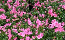 Chinzan Dwarf Azalea - 3 Gallon Pot -Garden Outdoor Plant Store Picture Azalea Chinzan