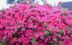 Judge Solomon Southern Indica Azalea - 1 Gallon Pot -Garden Outdoor Plant Store Picture Azlea Judge Solomon Flowers