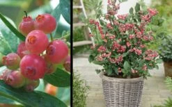 Pink Lemonade Blueberry - 3 Gallon Pot 10 Pink Lemonade Blueberry - 3 Gallon Pot -Garden Outdoor Plant Store Picture Blueberry Pink Lemonade 1