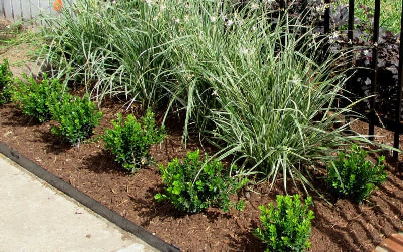 Baby Gem Boxwood - 2 Gallon Pot 7 Baby Gem Boxwood - 2 Gallon Pot - Image 5