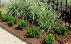 Baby Gem Boxwood - 7 Gallon Pot 14 Baby Gem Boxwood - 7 Gallon Pot -Garden Outdoor Plant Store Picture Boxwood Baby Gem Edger 3