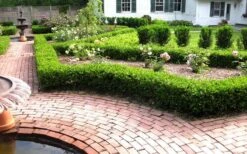 Baby Gem Boxwood - 1 Gallon Pot 15 Baby Gem Boxwood - 1 Gallon Pot -Garden Outdoor Plant Store Picture Boxwood Baby Gem Hedges
