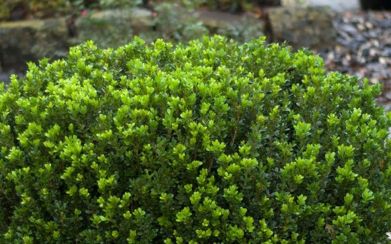 Baby Gem Boxwood - 1 Gallon Pot 9 Baby Gem Boxwood - 1 Gallon Pot - Image 7