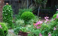 Baby Gem Boxwood - 7 Gallon Pot 17 Baby Gem Boxwood - 7 Gallon Pot -Garden Outdoor Plant Store Picture Boxwood Baby Gem Specimen 3