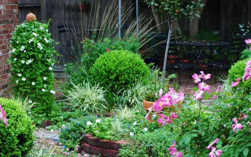 Baby Gem Boxwood - 6 Pack Of 1 Gallon Pots 10 Baby Gem Boxwood - 6 Pack Of 1 Gallon Pots - Image 8