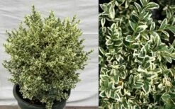 Dwarf Variegated Boxwood - 5 Gallon Pot -Garden Outdoor Plant Store Picture Boxwood Dwarf Variegated