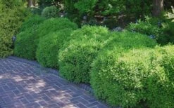 Franklins Gem Dwarf Boxwood - 6 Pack Of 1 Gallon Pots 13 Franklins Gem Dwarf Boxwood - 6 Pack Of 1 Gallon Pots -Garden Outdoor Plant Store Picture Boxwood Franklins Gem 2 2