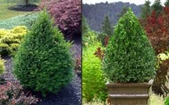 Green Mountain Boxwood - 2.5 Quart Pot 15 Green Mountain Boxwood - 2.5 Quart Pot -Garden Outdoor Plant Store Picture Boxwood Green Mountain 2 3