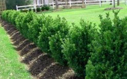 Green Mountain Boxwood - 1 Gallon Pot 13 Green Mountain Boxwood - 1 Gallon Pot -Garden Outdoor Plant Store Picture Boxwood Green Mountain Hedge 4
