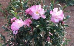 October Magic Orchid Camellia - 2 Gallon Pot 11 October Magic Orchid Camellia - 2 Gallon Pot -Garden Outdoor Plant Store Picture CamelliaOrchidOctoberMajic 2