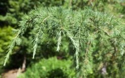 Deodar Cedar - 5 Gallon Pot (4-5') 15 Deodar Cedar - 5 Gallon Pot (4-5') -Garden Outdoor Plant Store Picture Cedar Deodara 2
