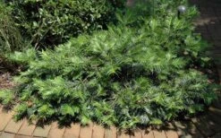 Creeping Japanese Plum Yew (Cephalotaxus Harringtonia 'Prostrata') - 1 Gallon Pot -Garden Outdoor Plant Store Picture Creeping Yew