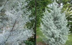 Silver Smoke Arizona Cypress - 6 Pack Of 1 Gallon Pots 13 Silver Smoke Arizona Cypress - 6 Pack Of 1 Gallon Pots -Garden Outdoor Plant Store Picture Cypress Silver Smoke 2