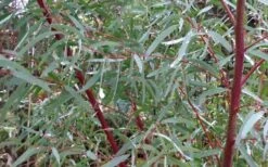 Angus Cold Hardy Eucalyptus Tree (Eucalyptus Nicholii) - 3 Quart Pot 14 Angus Cold Hardy Eucalyptus Tree (Eucalyptus Nicholii) - 3 Quart Pot -Garden Outdoor Plant Store Picture Eucalyptus Tree Anugus Willow Leaf Peppermint 2