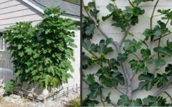Brown Turkey Fig Tree - 6 Pack Of 1 Gallon Pots -Garden Outdoor Plant Store Picture Fig Brown Turkey Espalier