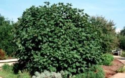 Brown Turkey Fig Tree - 6 Pack Of 1 Gallon Pots -Garden Outdoor Plant Store Picture Fig Brown Turkey Shrub Large