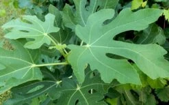 Brown Turkey Fig Tree - 6 Pack Of 1 Gallon Pots -Garden Outdoor Plant Store Picture Fig Brown Turkey Tree Leaves