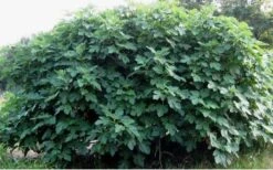 Celeste Fig Tree - 3 Gallon Pot 11 Celeste Fig Tree - 3 Gallon Pot -Garden Outdoor Plant Store Picture Fig Tree Celeste