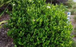 August Beauty Gardenia - 3 Gallon Pot 13 August Beauty Gardenia - 3 Gallon Pot -Garden Outdoor Plant Store Picture Gardenia August Beauty 2