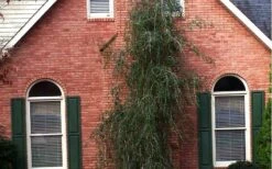 Weeping Yaupon Holly (Ilex Vomitoria 'Pendula') - 7 Gallon Pot (3-4') 15 Weeping Yaupon Holly (Ilex Vomitoria 'Pendula') - 7 Gallon Pot (3-4') -Garden Outdoor Plant Store Picture Holly Weeping Yaupon 1