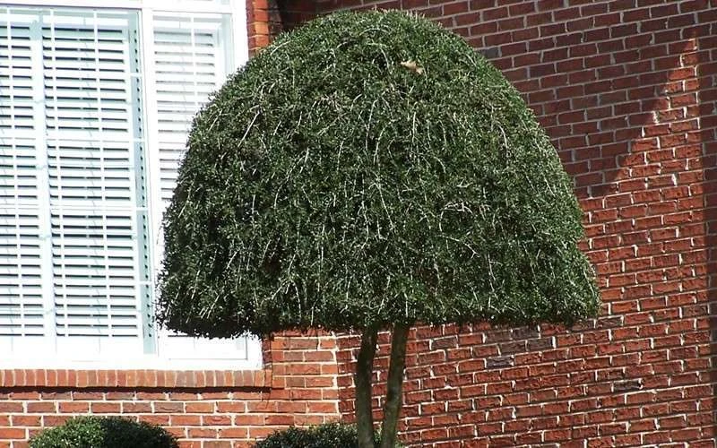 Weeping Yaupon Holly (Ilex Vomitoria 'Pendula') - 7 Gallon Pot (3-4') 7 Weeping Yaupon Holly (Ilex Vomitoria 'Pendula') - 7 Gallon Pot (3-4') - Image 5