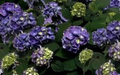 Bloomstruck Endless Summer Hydrangea - 1 Gallon Pot -Garden Outdoor Plant Store Picture Hydrangea Bloomstruck