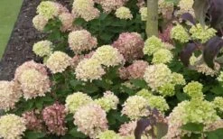 Little Lime Hydrangea - 2 Gallon Pot -Garden Outdoor Plant Store Picture Hydrangea Little Lime 2 1