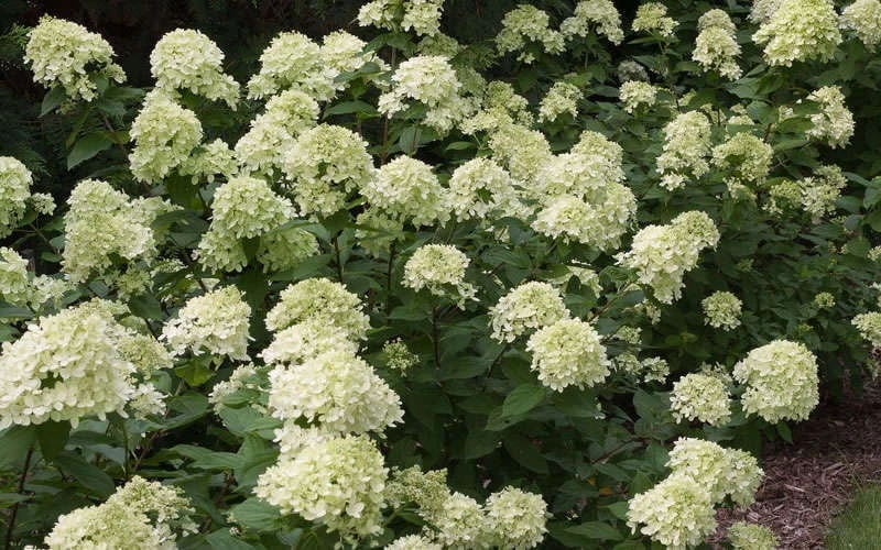 Little Lime Hydrangea - 6 Pack Of 1 Gallon Pots 7 Little Lime Hydrangea - 6 Pack Of 1 Gallon Pots - Image 5