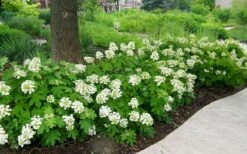 Pee Wee Dwarf Oakleaf Hydrangea - 2 Gallon Pot 13 Pee Wee Dwarf Oakleaf Hydrangea - 2 Gallon Pot -Garden Outdoor Plant Store Picture Hydrangea Oakleaf Pee Wee Border