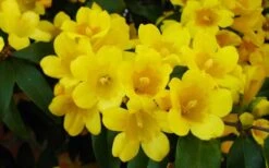 Butterscotch Yellow Jasmine (Jessamine) - Gelsemium Sempervirens - 1 Gallon Pot 16 Butterscotch Yellow Jasmine (Jessamine) - Gelsemium Sempervirens - 1 Gallon Pot -Garden Outdoor Plant Store Picture Jasmine Butterscotch 2